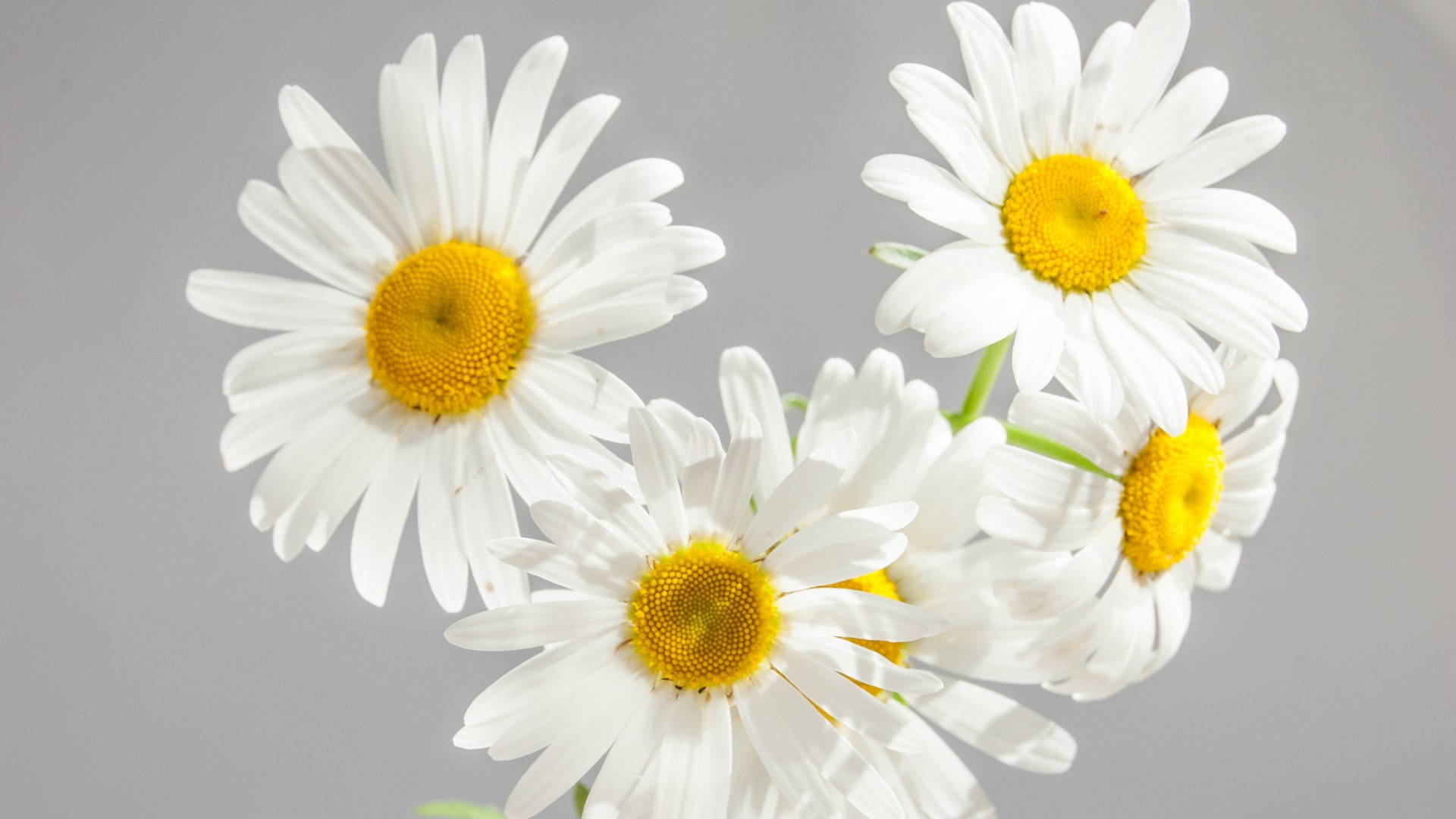 清雅绽放 白色雏菊高清桌面壁纸赏析